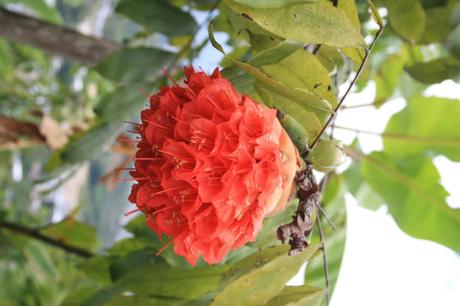 La Fundación Orquidea Del Tolima