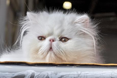 7 datos interesantes sobre Irán – Big 7 Travel hechos interesantes Irán