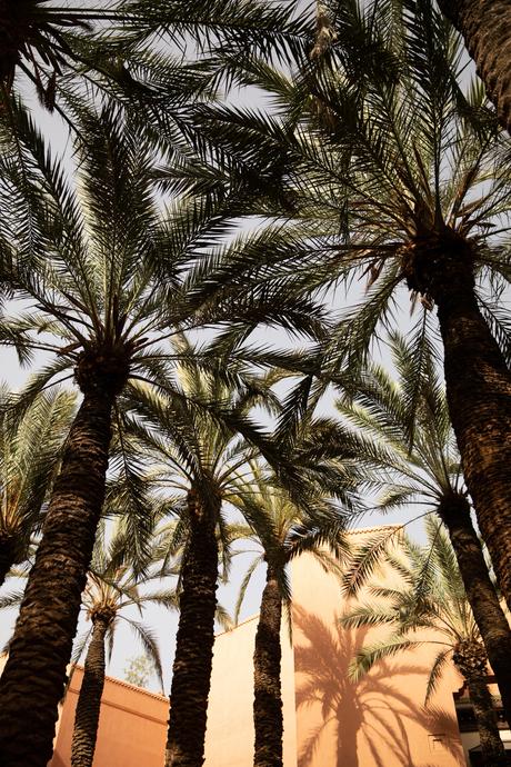Palm tree garden at Royal Monsour Marrakech