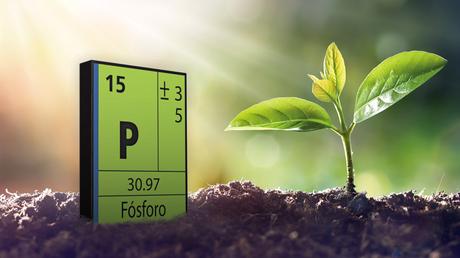 Lo que no sabías del fosforo (2): Ciclo del fosforo