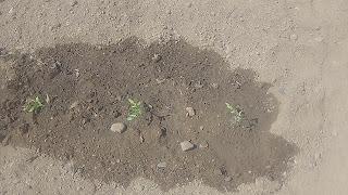 Cebollas frescas de primavera