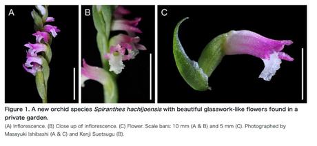 Descubrieron una nueva especie de orquídea en Japón y tienen que conocerla (VIDEO)