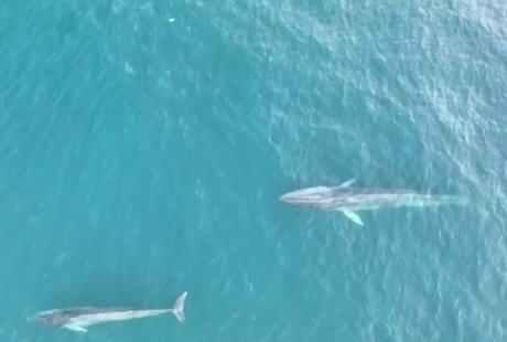 Avistan seis ballenas, entre ellas una cría, en la costa de Barcelona