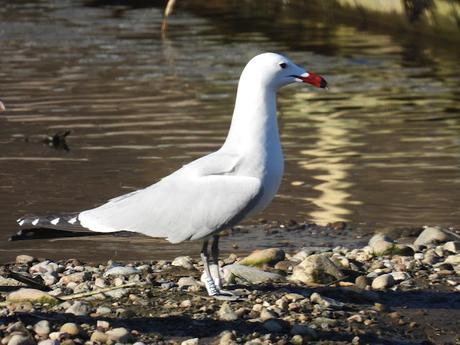 La gaviota de Audouin BZYT sigue en Sant Adrià