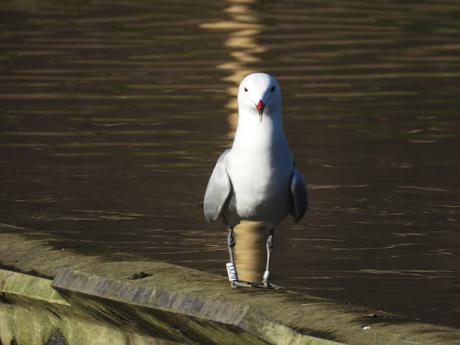 La gaviota de Audouin BZYT sigue en Sant Adrià