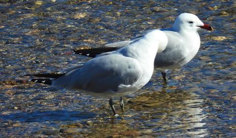 La Audouin CDJF en el agua Q+S
