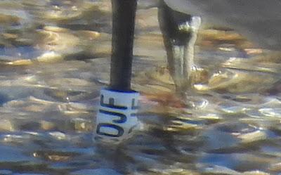 La Audouin CDJF en el agua Q+S