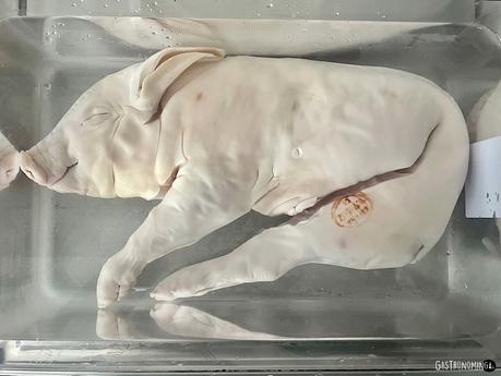 Cochinillo confitado (sous vide)