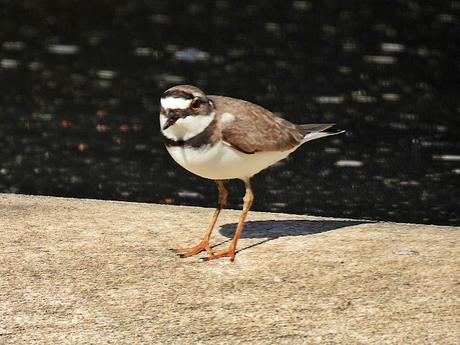 Chorlitejo chico en los diques inflables del Parc Fluvial Chorlitejo chico en los diques inflables del Parc Fluvial