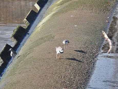 Chorlitejo chico en los diques inflables del Parc Fluvial Chorlitejo chico en los diques inflables del Parc Fluvial