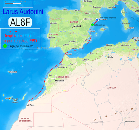 Pocos datos de la Gaviota de audouinii AL8F con 20 años y transmisor
