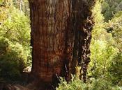 árbol antiguo mundo data antes Stonehenge