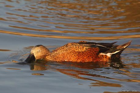 Patos cuchara cuchareando