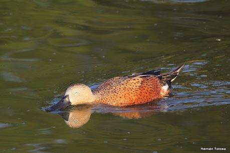 Patos cuchara cuchareando