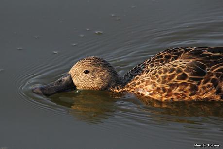 Patos cuchara cuchareando
