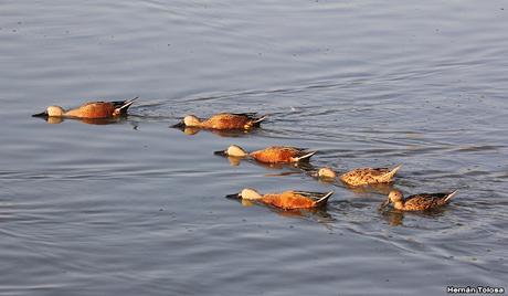 Patos cuchara cuchareando