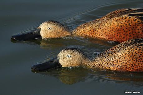 Patos cuchara cuchareando