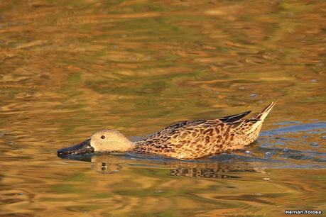 Patos cuchara cuchareando