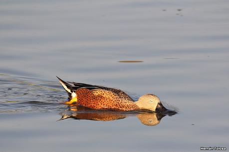 Patos cuchara cuchareando