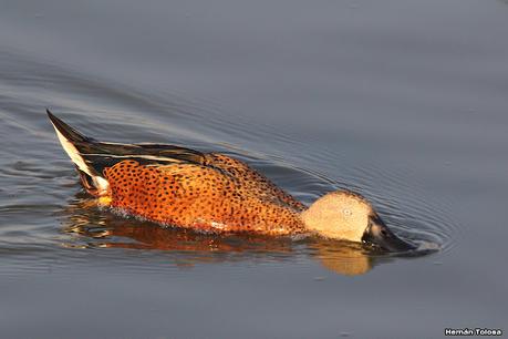 Patos cuchara cuchareando