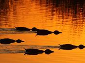 Patos cuchara cuchareando