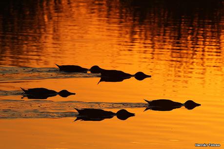 Patos cuchara cuchareando