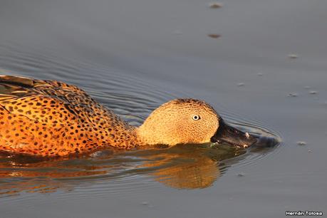 Patos cuchara cuchareando