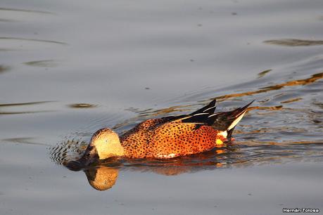 Patos cuchara cuchareando