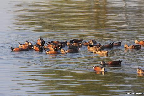 Patos cuchara cuchareando