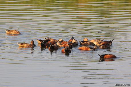 Patos cuchara cuchareando