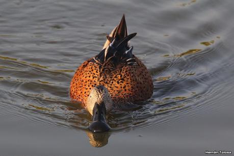 Patos cuchara cuchareando
