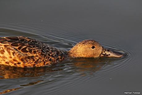 Patos cuchara cuchareando