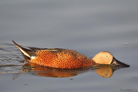Patos cuchara cuchareando