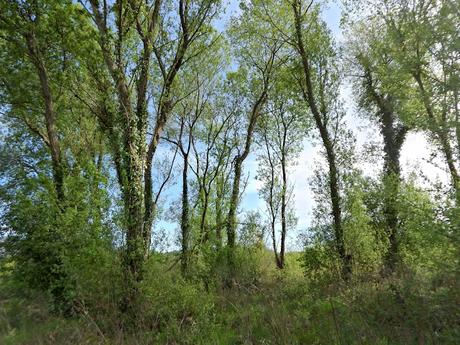 Salvada 'in extremis' una parcela de 1.200 m2 de bosque de ribera en el estuario del Miño Salvada 'in extremis' una parcela de 1.200 m2 de bosque de ribera en el estuario del Miño