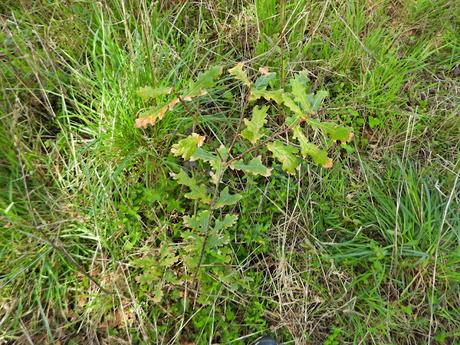Salvada 'in extremis' una parcela de 1.200 m2 de bosque de ribera en el estuario del Miño Salvada 'in extremis' una parcela de 1.200 m2 de bosque de ribera en el estuario del Miño