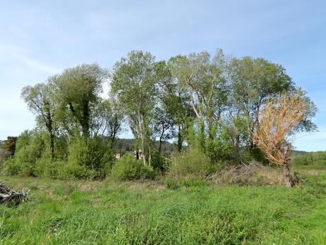 Salvada 'in extremis' una parcela de 1.200 m2 de bosque de ribera en el estuario del Miño Salvada 'in extremis' una parcela de 1.200 m2 de bosque de ribera en el estuario del Miño