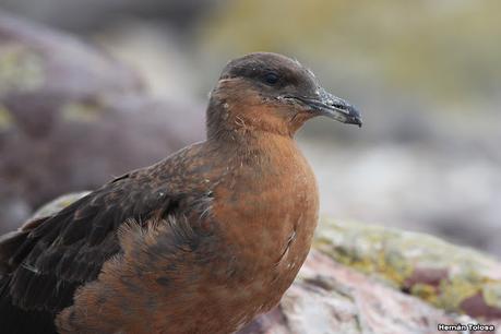 Isla Pingüino (febrero de 2022)