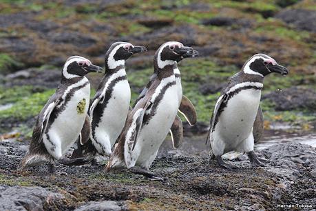 Isla Pingüino (febrero de 2022)