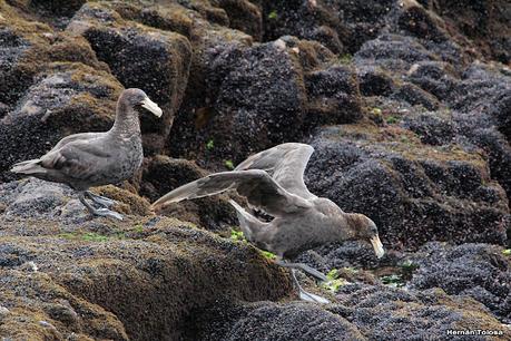 Isla Pingüino (febrero de 2022)