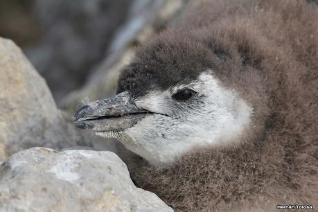 Isla Pingüino (febrero de 2022)