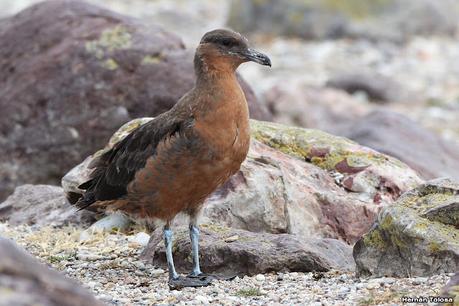 Isla Pingüino (febrero de 2022)