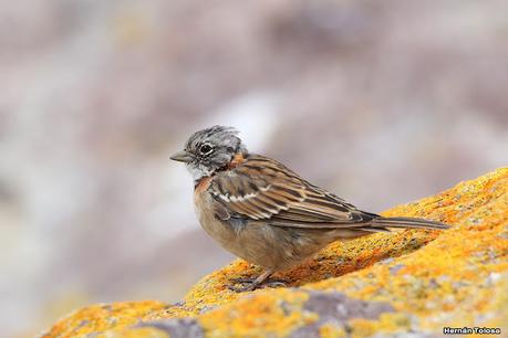 Isla Pingüino (febrero de 2022)