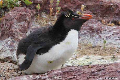 Isla Pingüino (febrero de 2022)