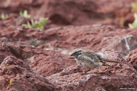 Isla Pingüino (febrero de 2022)