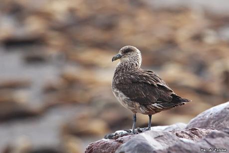 Isla Pingüino (febrero de 2022)