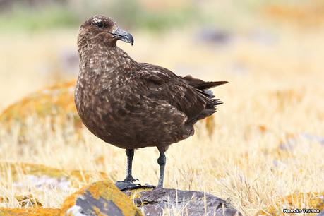 Isla Pingüino (febrero de 2022)