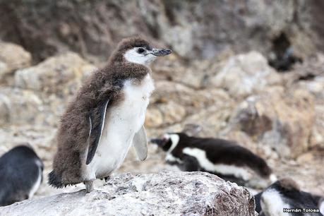 Isla Pingüino (febrero de 2022)