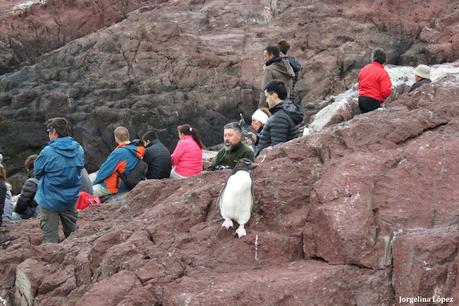 Isla Pingüino (febrero de 2022)