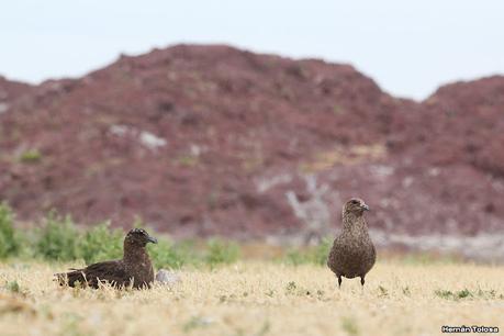 Isla Pingüino (febrero de 2022)