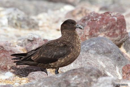 Isla Pingüino (febrero de 2022)